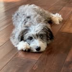 Safian Family - @evie.wunder.thebernedoodle - Instagram