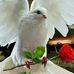 Uvaldo Sanchez - Facebook