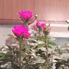 evonnemartin123 - @evonnemartin7 - TikTok