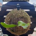 Evonne Chen - Facebook
