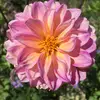 Evy_Miller24 - @evy_miller24 - TikTok