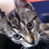 Ewa Jackson - @mycat_jackson - TikTok