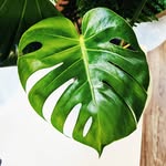 ewa.koza - @polishplantperson - Instagram