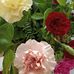 Ewa Sawicka - Facebook