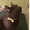 Ewa sawicka - @kittypompom21 - TikTok