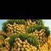Bugle Wald - Facebook