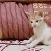 cheni ewan - @ewancheni - TikTok