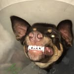 Ewie - @ewanholmes - Instagram