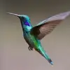 ewanenelson - @ewanenelson - TikTok