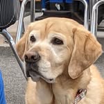 Gigi, Ewan, Todd and any visiting dogs - @gigi_n_friends - Instagram