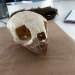 Ewan Wallace - @ewan_zoologist_in_training - Instagram