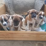 Ewan Wells - @bindboleplummerterrier - Instagram