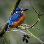 Ewen Reyes-Smith - @ewenreyshots - Instagram
