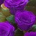 Ezra Ackerman - Facebook