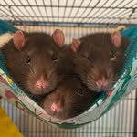 Percy • Ezra • Arnold • Ronald - @mischief.quartet - Instagram