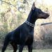 Azra Doberman - Facebook