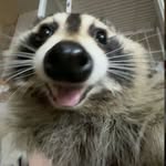 Ezra Long - @ezradasilybily - Instagram