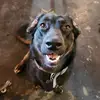 EZRA Long Dog - @ezra.long.dog - TikTok