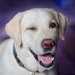 Fabian Conner - @funnypuppyofweek - Instagram