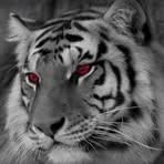 Fabyan Faeyza - Facebook