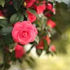 harmonfabian498 - @harmonfabian498 - TikTok