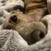 Welcome to eastern europe - @hunter.fabian.wildlife - TikTok