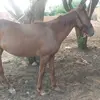 fabianrochel201 - @fabianrochel201 - TikTok