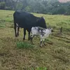 Fabio Vaz - @fabio.vaz237 - TikTok
