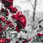 fäbïöľä ŕäyö - @fabiolaray9 - Instagram