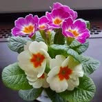 Fabiola Balta Zea - Facebook