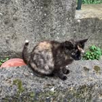 nerina🐈‍⬛ - @fabrizio.nerino - Instagram