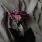 @faded__rose.__ - Instagram