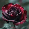 faded rose - @fadedrose100 - TikTok