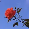 🥀Faded Rose✨ - @f.adedrose - TikTok