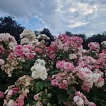 Fadhil Mohamed - @fadhil.mohamed2 - Instagram