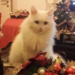 fadia chartouni - @chartounifadia - Instagram