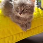Fadi Taha - Facebook