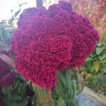 Fadiya Ali - @alifadiya - Instagram