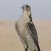 F_a_7_D_y - @fadysaid88 - TikTok