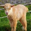Faye Jones  - @ilovegoats4 - TikTok