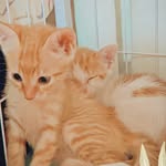 🐱花奶𝐅𝐚𝐅𝐚🍼🐱焦糖𝐓𝐨𝐧𝐠𝐓𝐨𝐧𝐠🍬 - @_meow.fatong.meow_ - Instagram