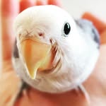 FAHD FAISAL - @arab_soft_birds - Instagram