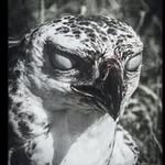Faisal Alkhalaf - @alkhalaf2259 - Instagram