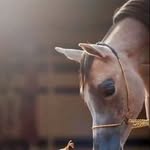 Faisal Alsayed - @faisalbinahmedalsayed - Instagram