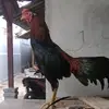 faisalhakim - @faisalhakim70 - TikTok