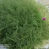 Faisal Haque - @faisal.haque6 - TikTok