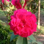Faisal Majeed - @faisalmajeed656 - Instagram