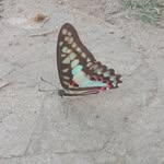 🦋🦋____ فیصل ___🌸🌸___راین____🦋🦋 - @faisal_rayeen__01 - Instagram