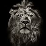 Faisal AL-Refai - @faisal_alrefa3i - Instagram