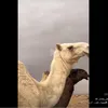 faisal alrefai - @faisal.alrefai7 - TikTok